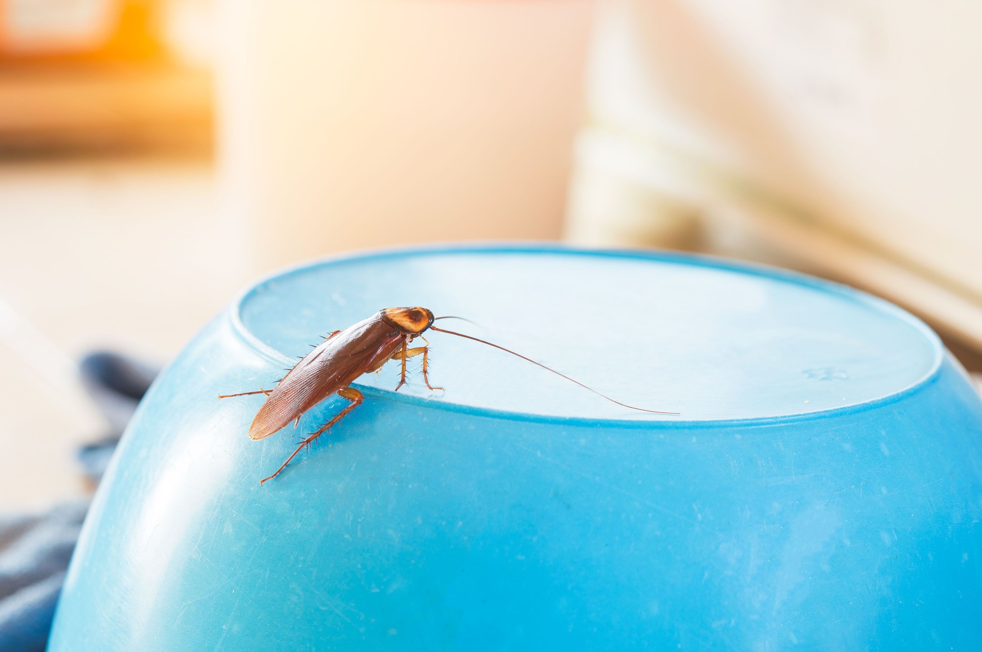 Le problème dans la maison à cause des cafards vivant dans la cuisine.