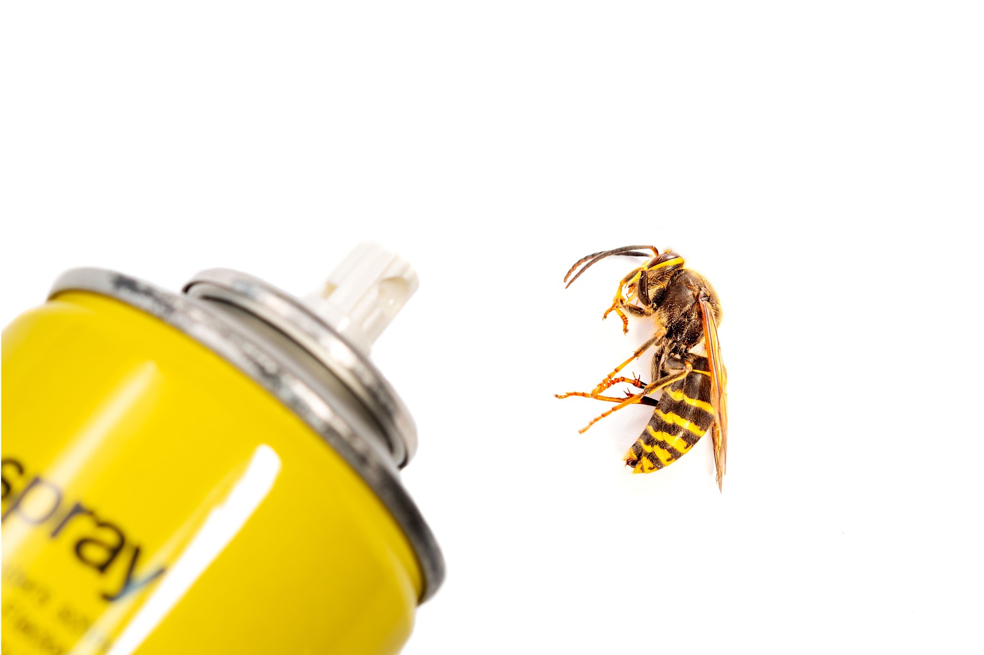 bottle Aerosol for the control of insects and a wasp isolated on white background in detail.