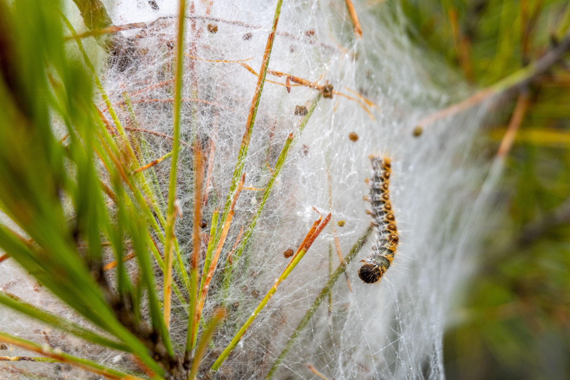 Nest of processionary caterpillars