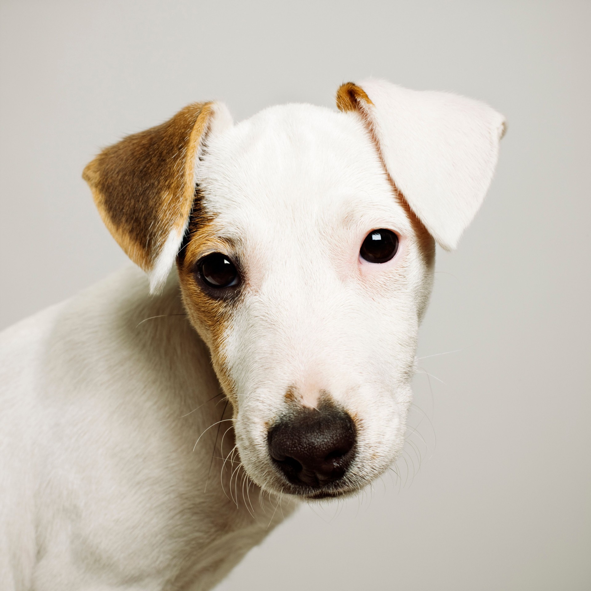 Cute puppy