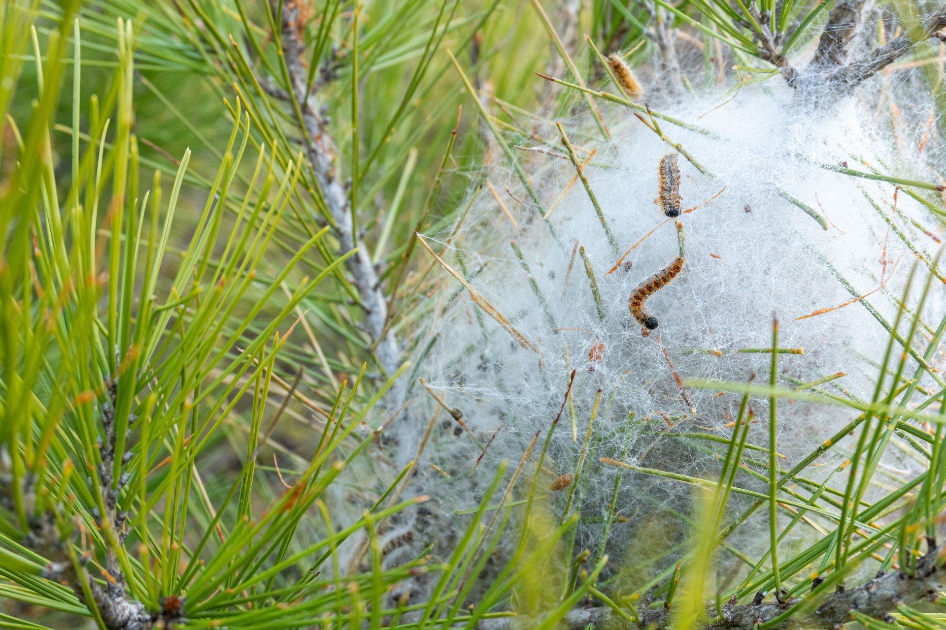 Nest of processionary caterpillars
